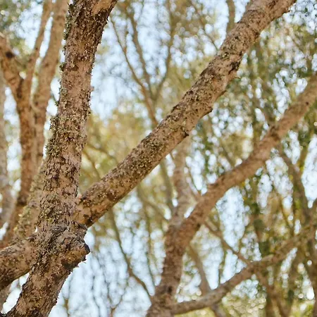 Rafal Rubi مزرعة للإقامة الايور