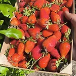 Agroturismo Rafal Rubí Alaior